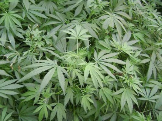 Cultivatorii de cannabis de la Dorobanţu au fost trimişi în judecată
